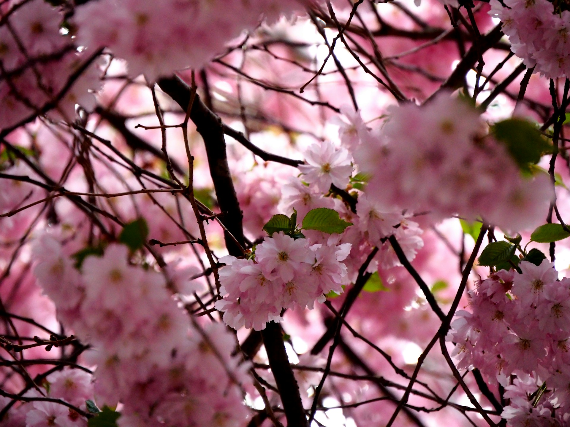 cherry blossoms